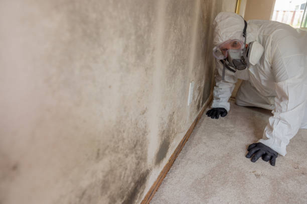 Reliable Green Valley, CA Mold Removal Solutions